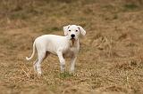 DOGUE ARGENTIN 170